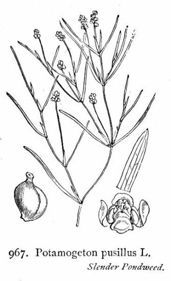 Potamogeton pusillus L.