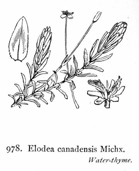 Elodea canadensis Michx.
