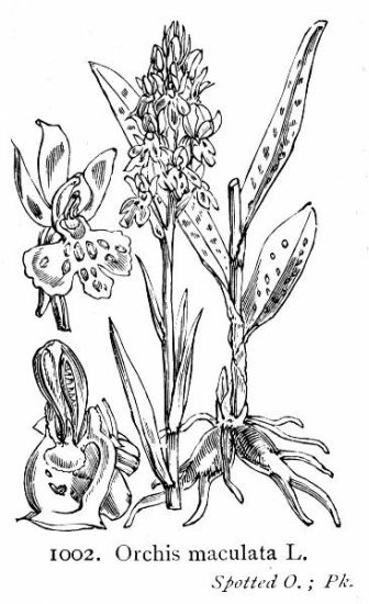 Orchis maculata L.