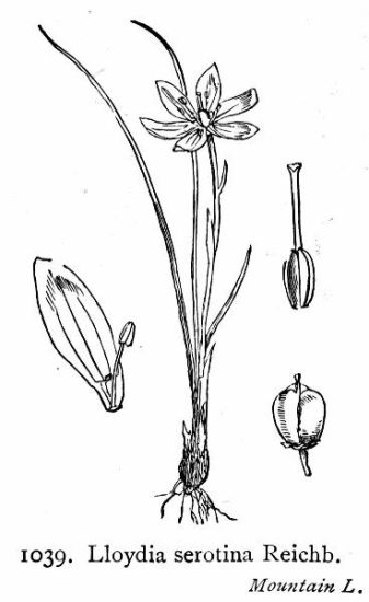 Lloydia serotina (L.) Rchb.