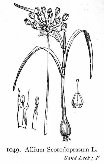 Allium scorodoprasum L.