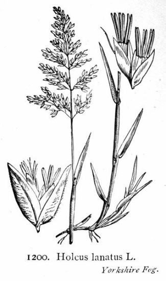 Holcus lanatus,
Bambagione pubescente,
common velvetgrass,
erva-lanar,
heno blanco,
holoque laineuse,
houlque velue,
soft meadow grass,
velvet grass,
velvetgrass,
wolliges Honiggras,
woolly soft grass,
Yorkshire fog Holcus lanatus,
Bambagione pubescente,
common velvetgrass,
erva-lanar,
heno blanco,
holoque laineuse,
houlque velue,
soft meadow grass,
velvet grass,
velvetgrass,
wolliges Honiggras,
woolly soft grass,
Yorkshire fog