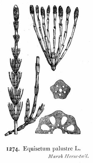 Equisetum palustre L.