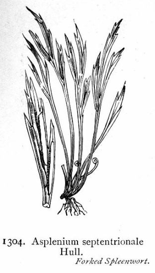 Asplenium septentrionale (L.) Hoffm.