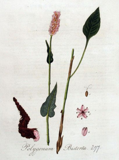 Persicaria bistorta (L.) Samp.