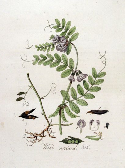 Vicia sepium L.