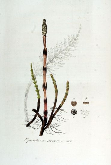 Equisetum arvense L.