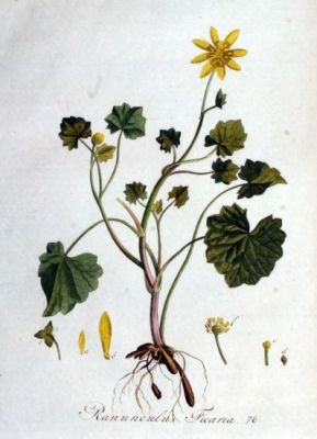 Ranunculus ficaria