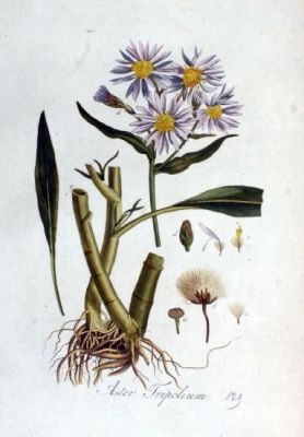 Tripolium pannonicum subsp. tripolium (L.) Greuter