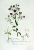 Campanula speculum,
Family: Campanulaceae