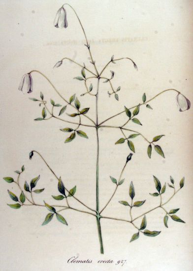 Clematis erecta Clematis erecta