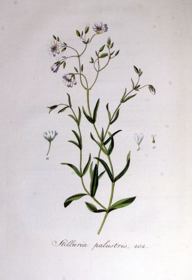 Stellaria palustris Hoffm.