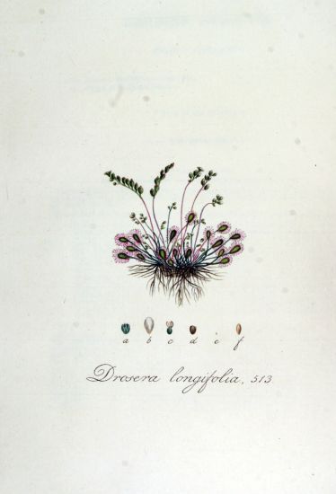 Drosera longifolia,
English sundew Drosera longifolia,
English sundew