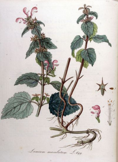 Lamium maculatum (L.) L.