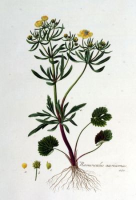 Ranunculus auricomus L.