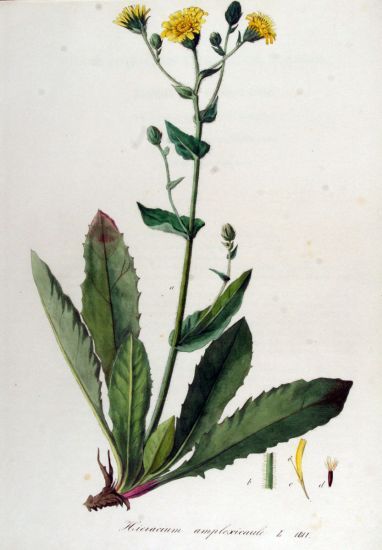 Hieracium amplexicaule L.