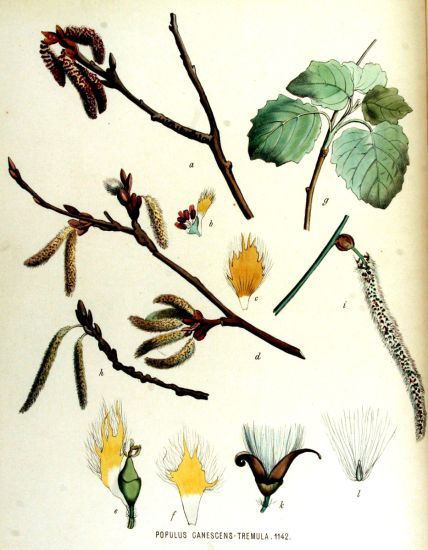 Populus canescens (Aiton) Sm.