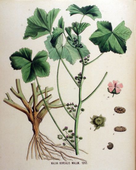 Malva borealis Malva borealis