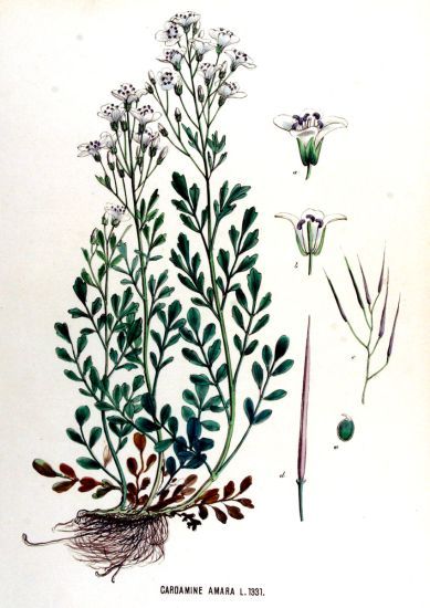 Cardamine amara,
Billeri amaro,
Large Bittercress Cardamine amara,
Billeri amaro,
Large Bittercress