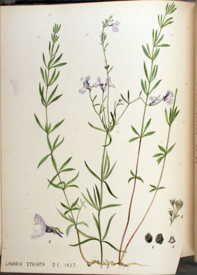 Linaria striata