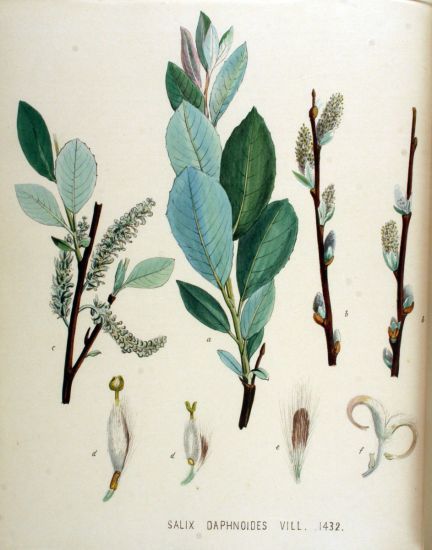 Salix daphnoides Vill.