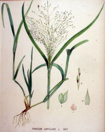 Panicum capillare,
annual witchgrass,
capim-mimoso,
common panic grass,
common witchgrass,
Haarstiel-Hirse,
hierba de la bruja,
old-witch grass,
panic capillaire,
panicgrass,
Panico capillare,
pânico-capilare,
ticklegrass Panicum capillare,
annual witchgrass,
capim-mimoso,
common panic grass,
common witchgrass,
Haarstiel-Hirse,
hierba de la bruja,
old-witch grass,
panic capillaire,
panicgrass,
Panico capillare,
pânico-capilare,
ticklegrass