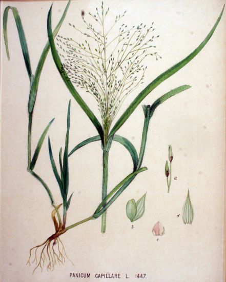 Panicum capillare L.