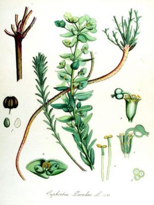 Euphorbia paralias L.