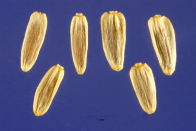 Achillea millefolium var. occidentalis