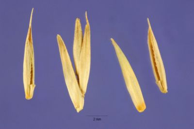 Agropyron cristatum