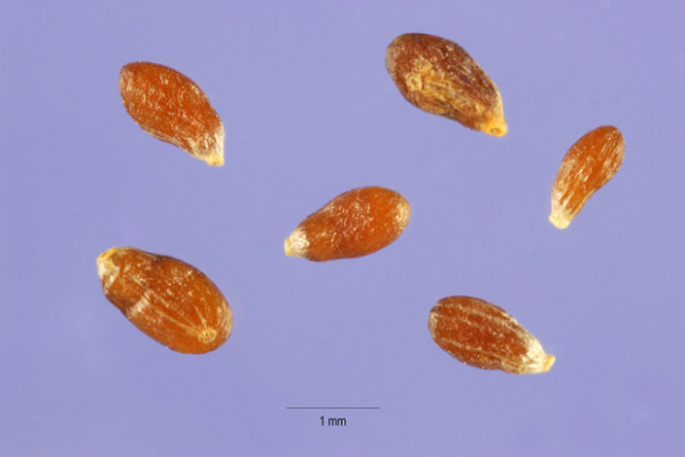 Artemisia dracunculus L.