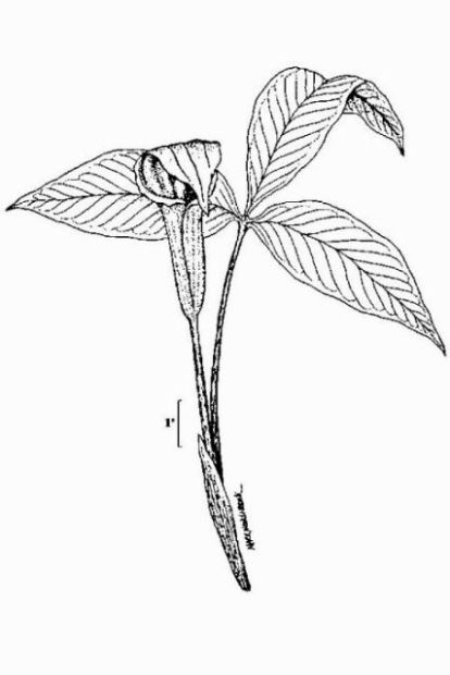 Arisaema triphyllum (L.) Torr.