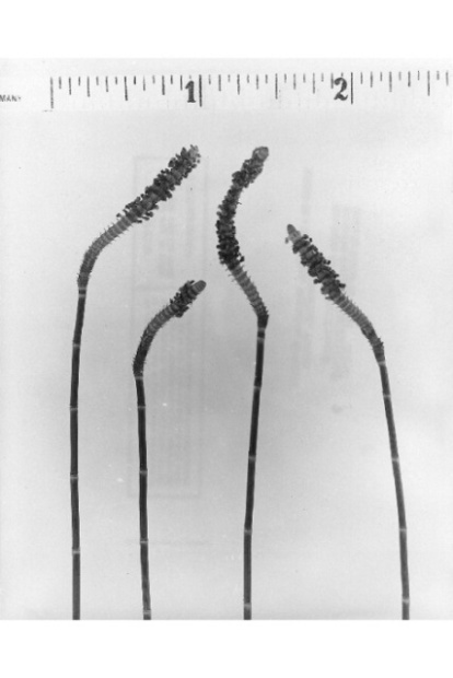 Casuarina equisetifolia L.