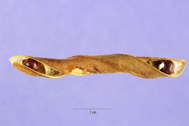 Clitoria rubiginosa