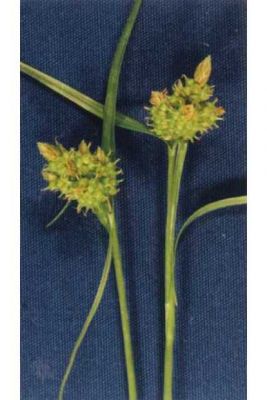 Carex oederi - 