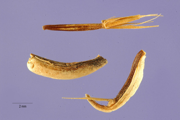 Crepis foetida L.