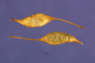 Coptis trifolia