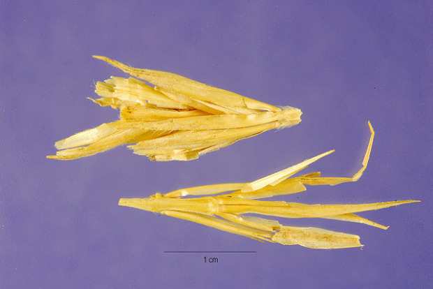 Elymus sabulosus Elymus sabulosus
