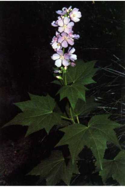 Wild Hollyhock