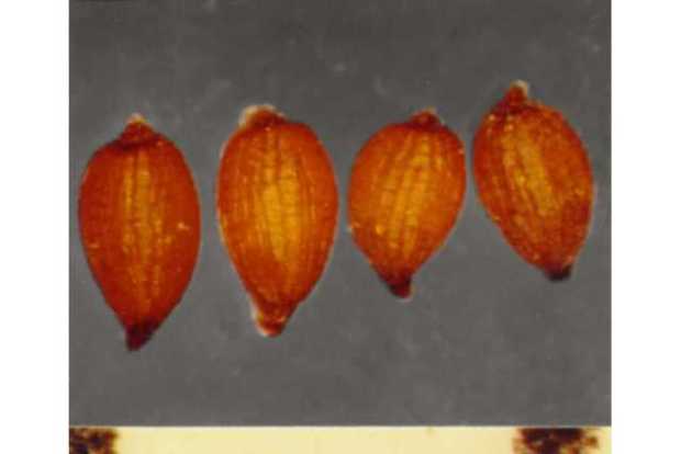 Juncus articulatus L.