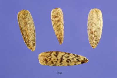 Helianthus tuberosus