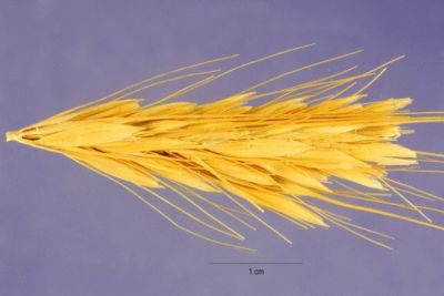 Bulbous barley Bulbous barley