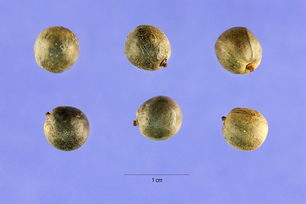Koelreuteria paniculata Laxm.