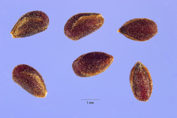 Lepidium campestre (L.) W. T. Aiton
