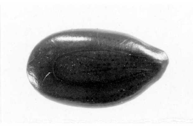 Leucaena leucocephala (Lam.) de Wit