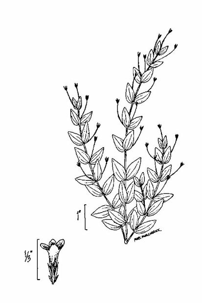 Lindernia dubia (L.) Pennell