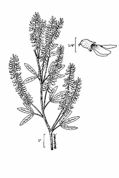 Melilotus alba Medicus