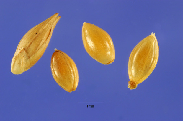 Panicum anceps,
beaked panic grass,
beaked panicgrass,
beaked panicum Panicum anceps,
beaked panic grass,
beaked panicgrass,
beaked panicum