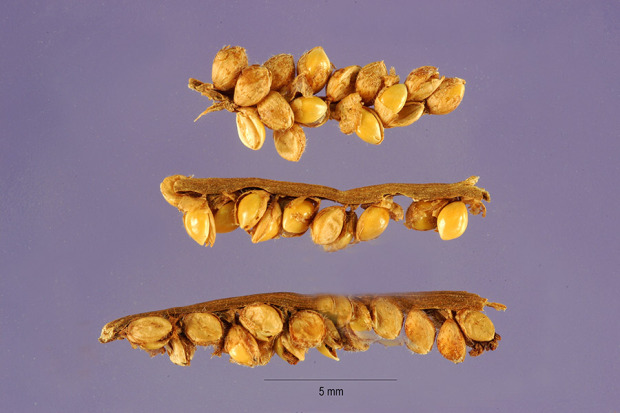 Paspalum maritimum,
capim-gengibre,
coastal sand paspalum,
coastalsand paspalum Paspalum maritimum,
capim-gengibre,
coastal sand paspalum,
coastalsand paspalum