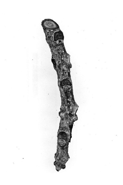 Paulownia tomentosa (Thunb.) Steud.